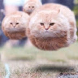 Meet your Posher, Daisy